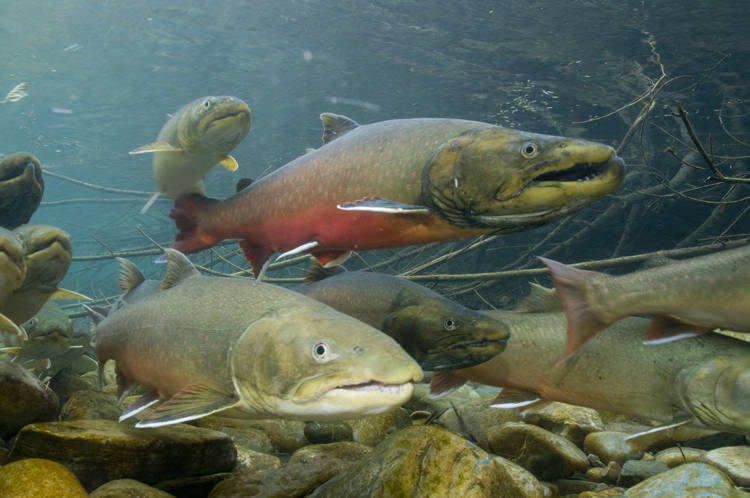 Bull Trout - Joel Sartore/National Geographic Stock with Wade Fredenberg/USFWS