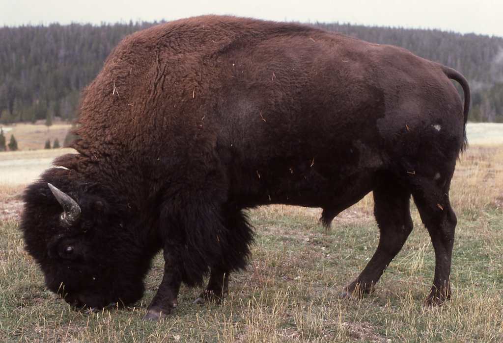 Close up of bison grazing