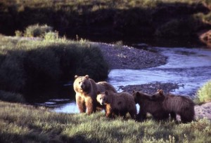 Grizzly bear sow with three cubs - NPS photo