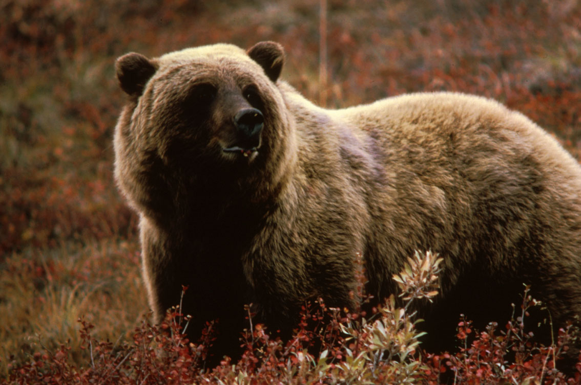 Brown Grizzly Bear - Wikipedia User Mousse