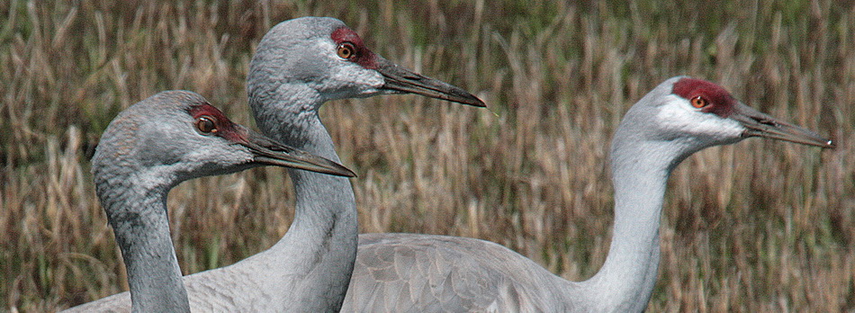 Crane Faces - Malheur National Wildlife Refuge