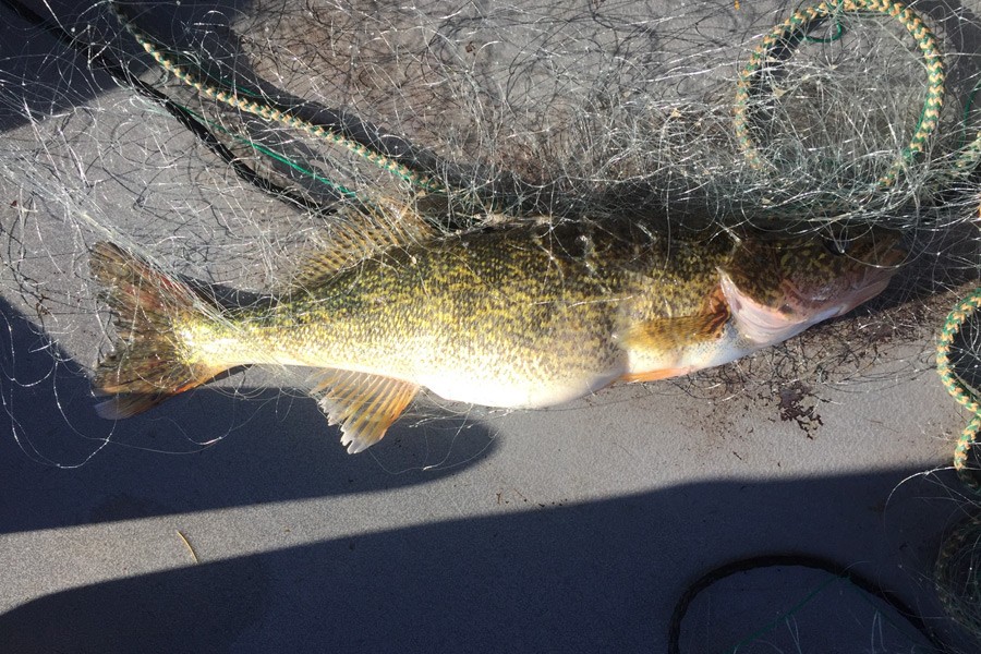 A walleye caught in Swan Lake - courtesy Montana Fish, Wildlife and Parks