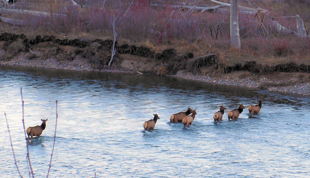 Elk Crossing North Fork of Flathead River, north of Camas Bridge, March 4, 2016 - Greg Evans