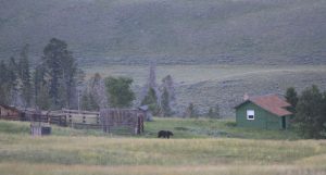 Grizzly on ranch east of Yellowstone - Wyoming Game and Fish Department