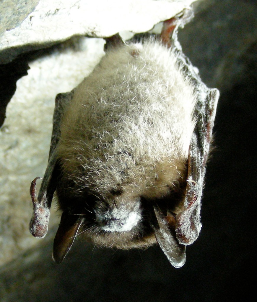 Little brown bat affected by White nose syndrome - Marvin Moriarty-USFWS