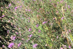 Spotted Knapweed along Pacific Northwest Trail in Flathead NF, Sep 13, 2014 - William K. Walker