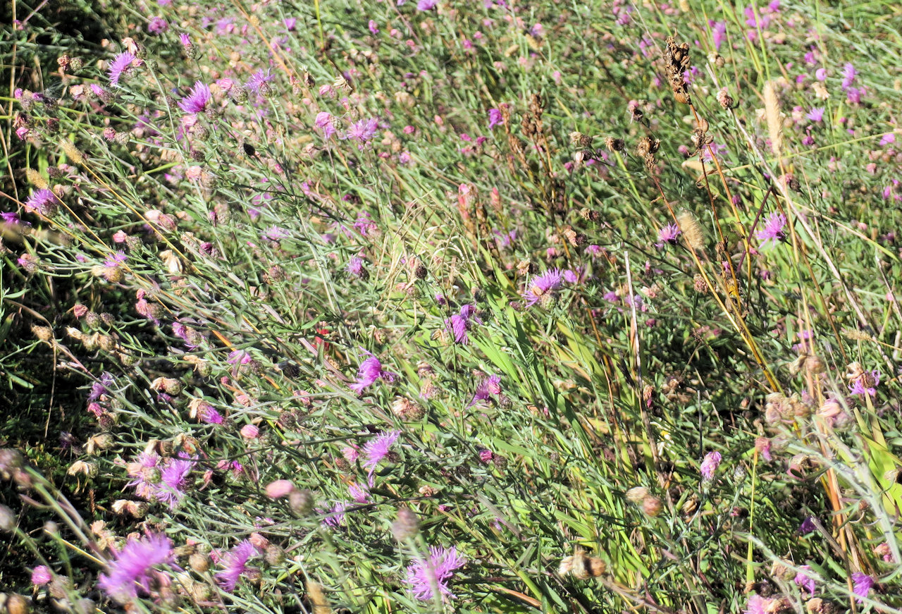 Spotted Knapweed along Trail 3 in Flathead NF, Sep 13, 2014 - William K. Walker