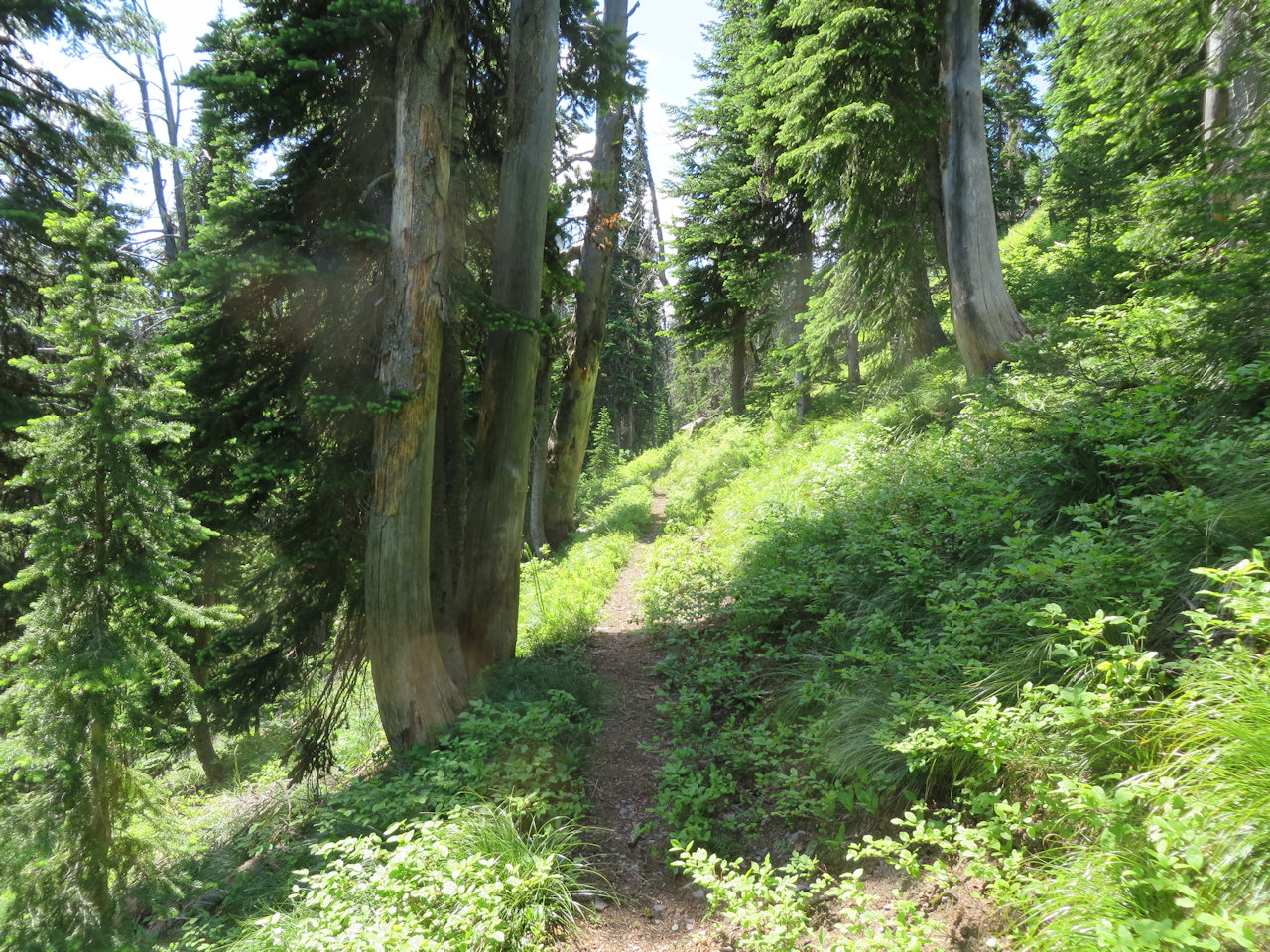 Trail 2, mile 2, Flathead NF, July 10, 2014 - by W. K. Walker