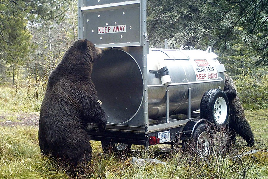 Curious bears investigate a bear trap in Glacier National Park - courtesy National Park Service