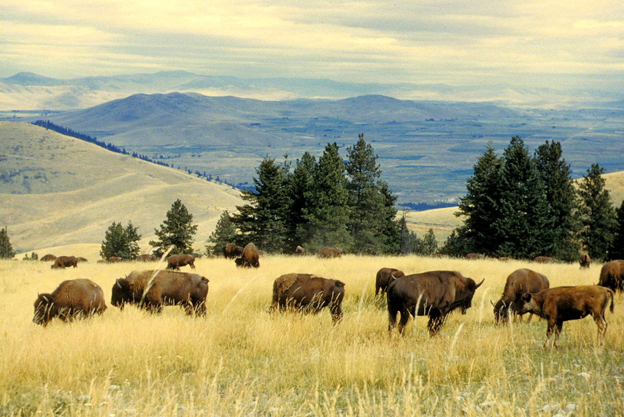 Bison herd grazing at the national bison range - U.S. Fish and Wildlife Service