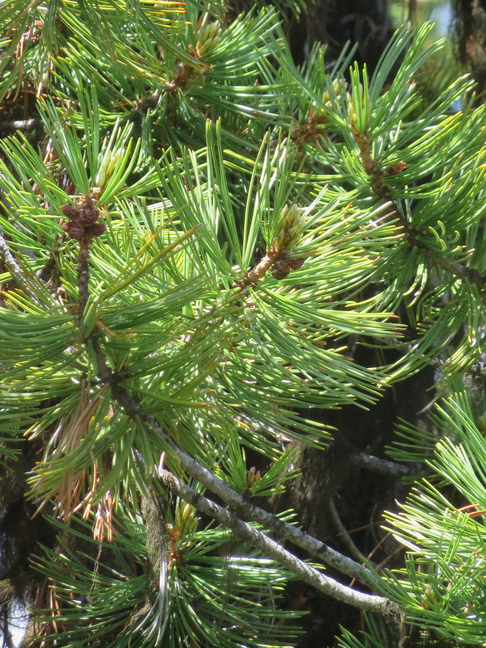 Whitebark Pine Closeup, 2016 - W. K. Walker