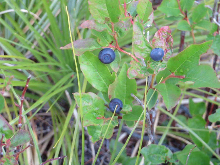 Huckleberries on Moran Creek Trail (T2) in Flathead NF - W. K. Walker