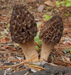 Morel mushrooms near West Glacier, Montana - Cathy McCoy