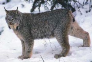 Canada lynx - USFWS