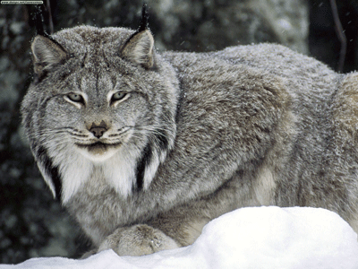 Canada lynx sitting - USFWS