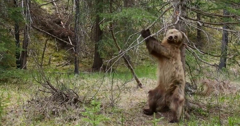 Grizzly bear boogie - BBC Planet Earth II
