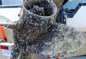 Mussel-fouled Propeller - NPS photo