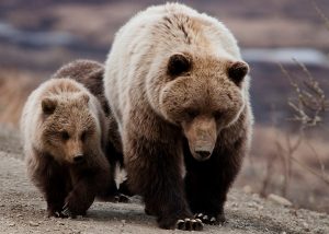 Grizzly Bear Sow and cubs - NPS photo, Tim Rains
