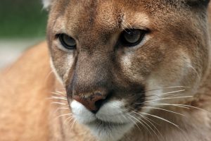 Mountain Lion (Cougar) - Montana FWP