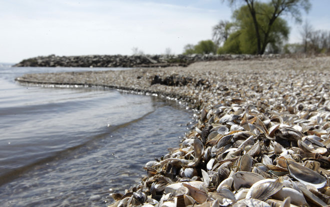 Zebra Mussel Shells Cover a Lake Michigan Limestone Beach in Door County Wisconsin - PJ Bruno