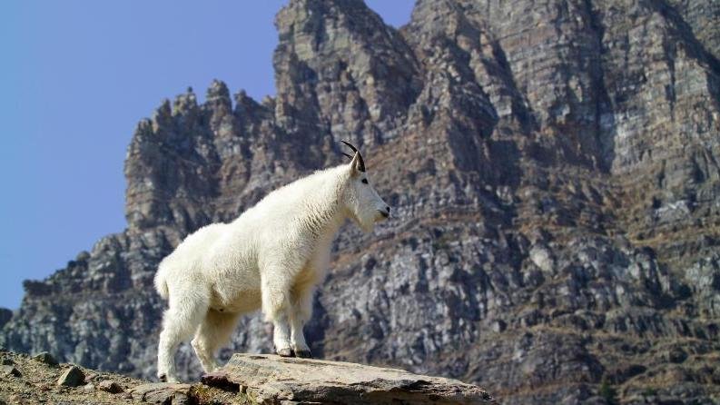 Mountain Goat - David Restivo-NPS