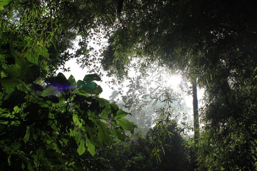 Tropical forest vegetaton - Patrick Roberts