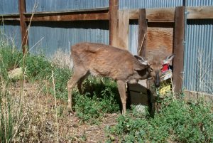Deer with Chronic Wasting Disease - Wyoming Game and Fish Dept