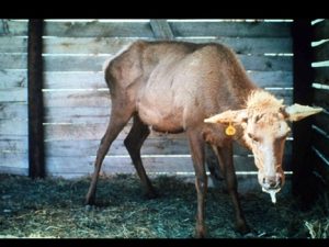 Elk with Chronic Wasting Disease - Wyoming Game and Fish Dept