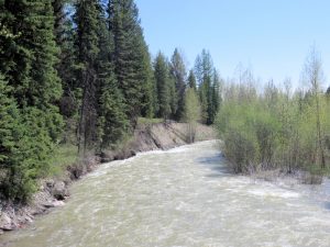 Whale Creek near flood stage, May 16, 2018 - by William K. Walker