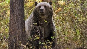 Sow grizzly bear spotted near Camas Creek in northwestern Montana. - Montana FWP