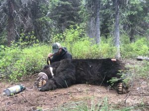 Grizzly captured west of Pend Oreille River in early October 2018 - USFWS