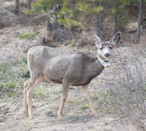 Mule deer with tracking collar, Whitefish Range, Montana