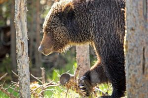 Grizzly bear in Yellowstone NP - Ken Pekoc, YNP