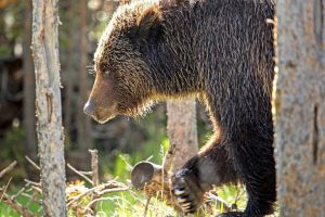 Grizzly bear in Yellowstone NP, nicely backlit - Ken Pekoc, YNP