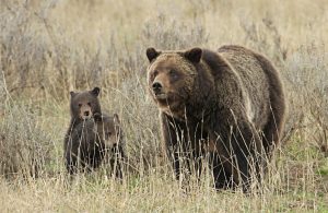 Grizzly sow and cubs near Fishing Bridge in Yellowstone National Park - Jim Pesco, NPS