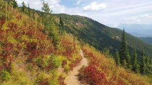 Huckleberry shrubs turn bright red in fall - USGS photo