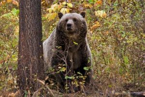 Grizzly bear in early fall - Montana FWP