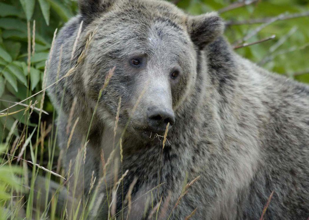 A female grizzly bear chews grass in Yellowstone National Park - NPS