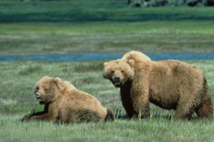 A pair of grizzly bears forage in Glacier National Park - Chris Servheen