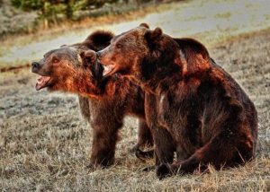 Grizzly bears, gaping maws