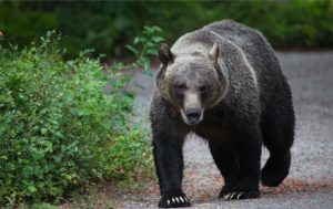 Grizzly bear strolling along a road