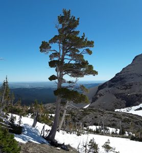 Whitebark Pine, Firebrand Pass, Glacier National Park - NPS