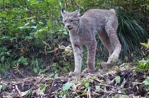 An image of a lynx captured by a trail camera during a three-year population survey recently completed by researches in Glacier National Park