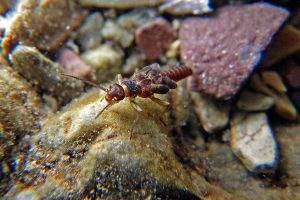 Meltwater Lednian Stonefly larva - USGS