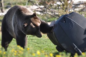 Grizzly trying to open Kodiak Can