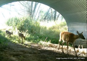 Wildlife underpass, US-93 in Montana