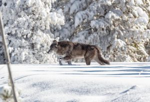 A gray wolf in Yellowstone National Park - Jacob W. Frank, NPS