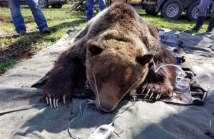 Female grizzly relocated to North Fork from lower Depuyer Creek area in May 2019 following livestock depredation