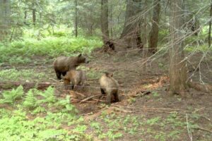 Trail camera in the Cabinet-Yaak Ecosystem shows a sow grizzly and two cubs at a hair corral site used to collect DNA samples - Wayne Kasworth, USFWS