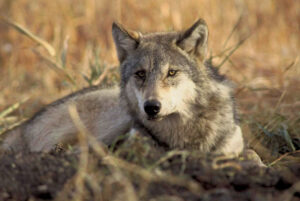 Gray wolf - John and Karen Hollingsworth, U.S. Fish and Wildlife Service